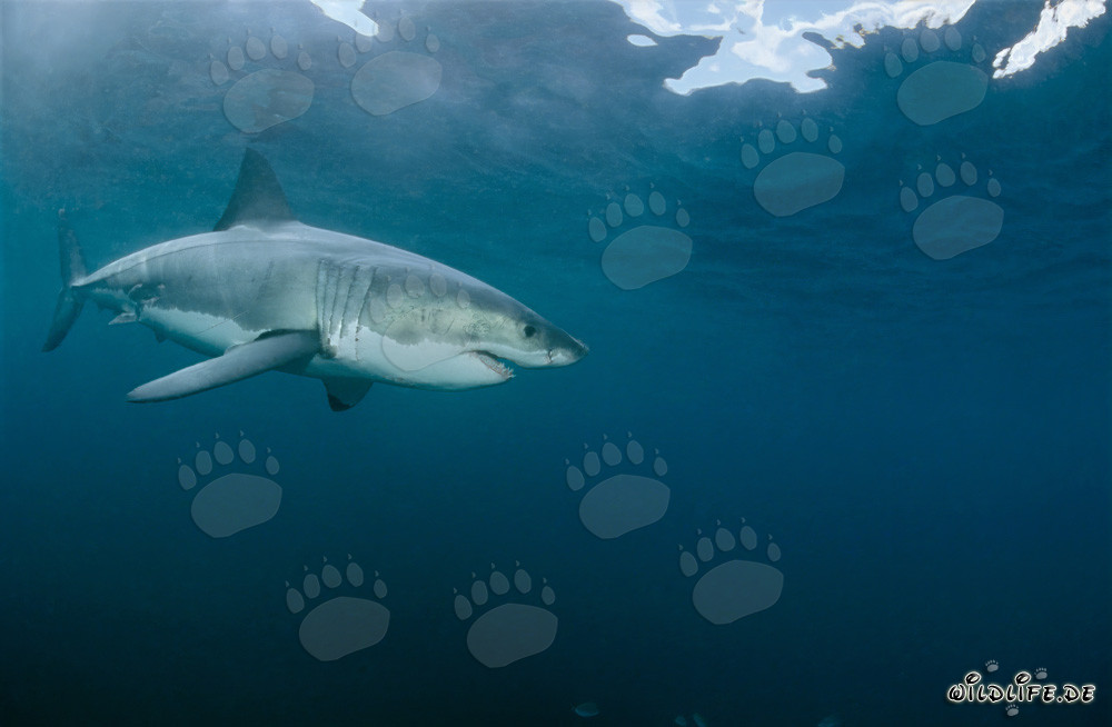 The Great White Shark - a majestic marine creature