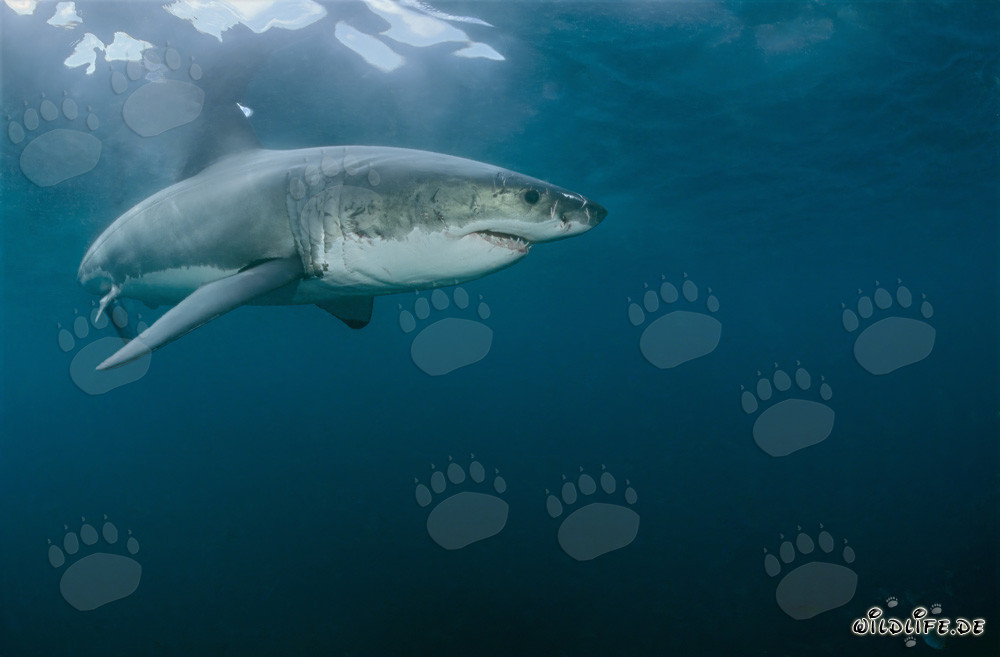 Impresionante Gran Tiburón Blanco frente a la costa de Sudáfrica