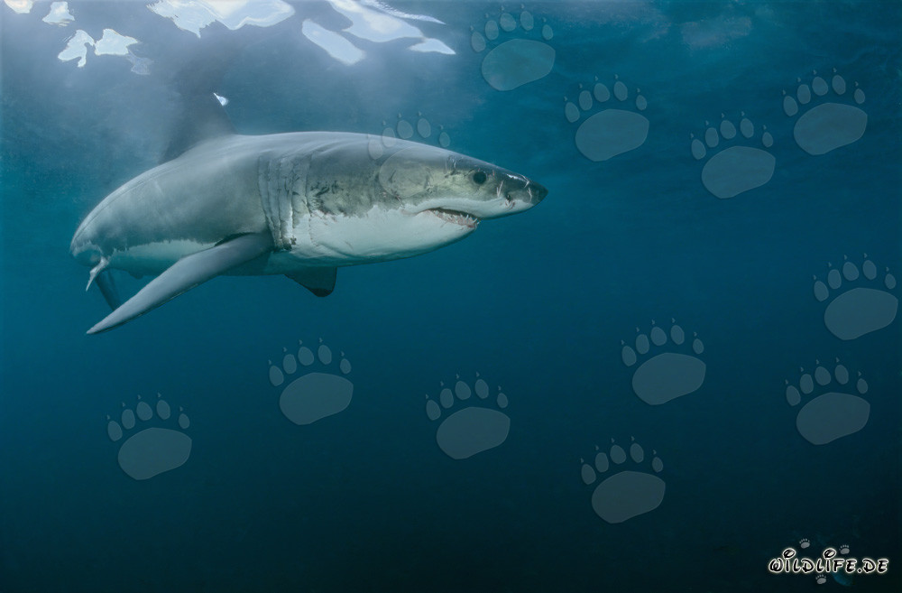 Grand requin blanc imposant au large des côtes de l'Afrique du Sud