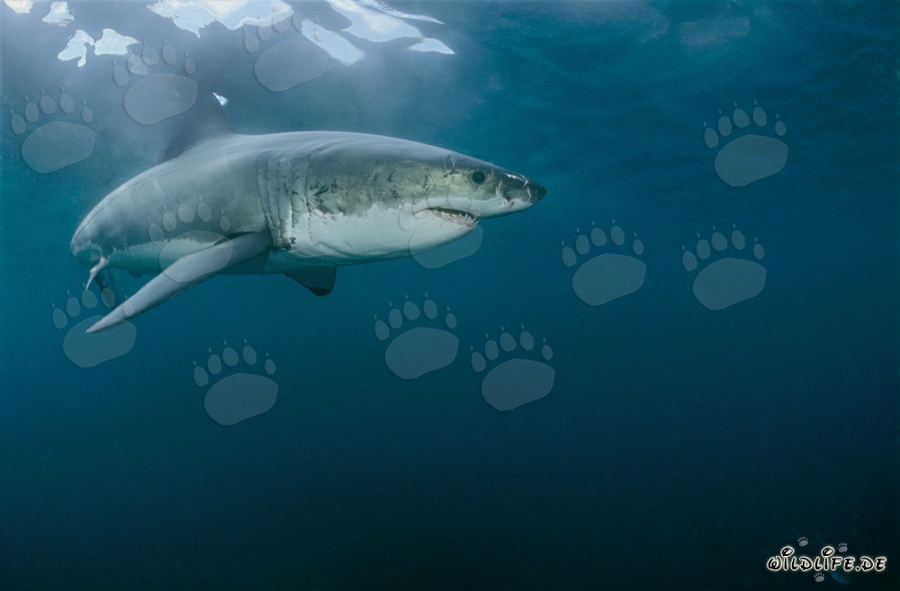 Impressive Great White Shark off the Coast of South Africa