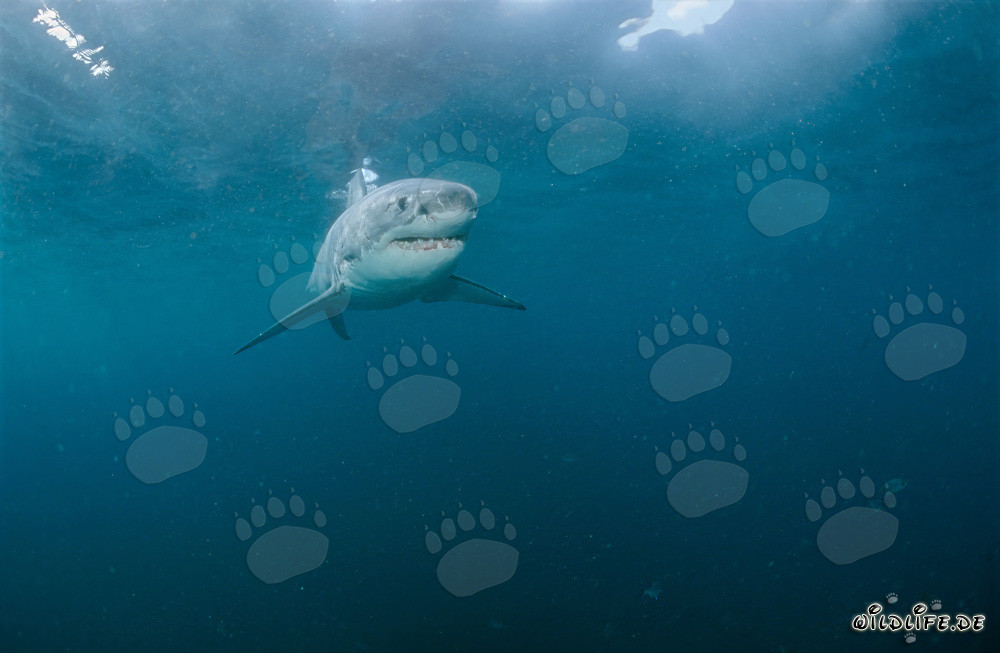 Baby Great White Shark Observes Critically the Activity at the Water Surface