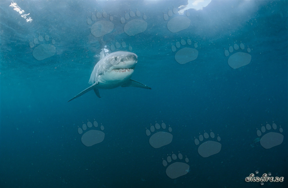 Jeune petit requin blanc observe attentivement ce qui se passe à la surface de l'eau