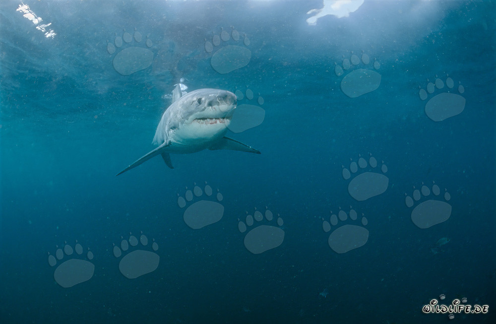 Pequeño tiburón blanco observa críticamente lo que sucede en la superficie del agua