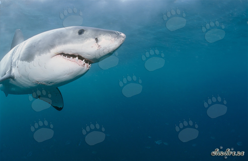 Portrait majestueux d'un grand requin blanc