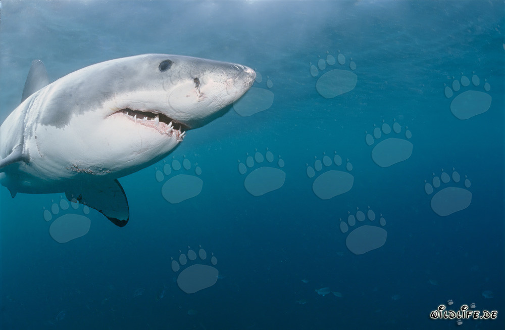Majestic portrait of a Great White Shark