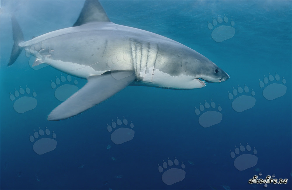Impressionnant habitant des mers : le majestueux grand requin blanc