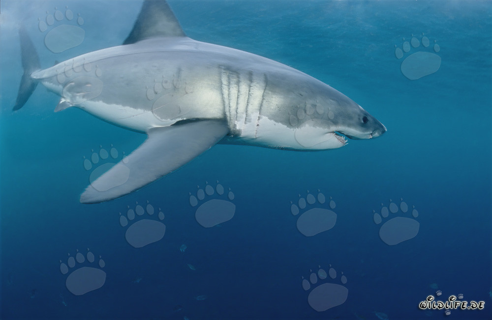 Impressive Sea Creature: The Majestic Great White Shark