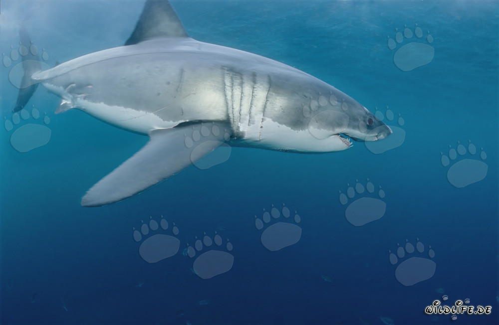 Impresionante habitante del mar: el majestuoso tiburón blanco