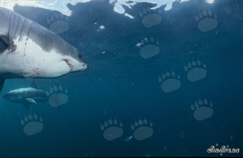 Two majestic Great White Sharks circling and observing each other