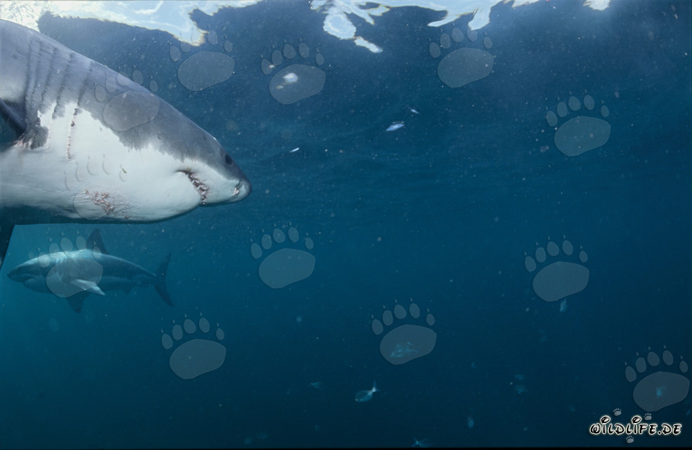 Due maestosi squali bianchi si osservano nuotando in cerchio