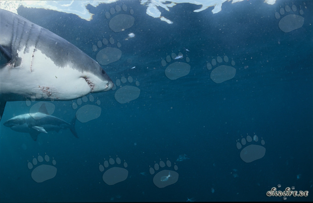 Dos majestuosos tiburones blancos se observan nadando en círculo
