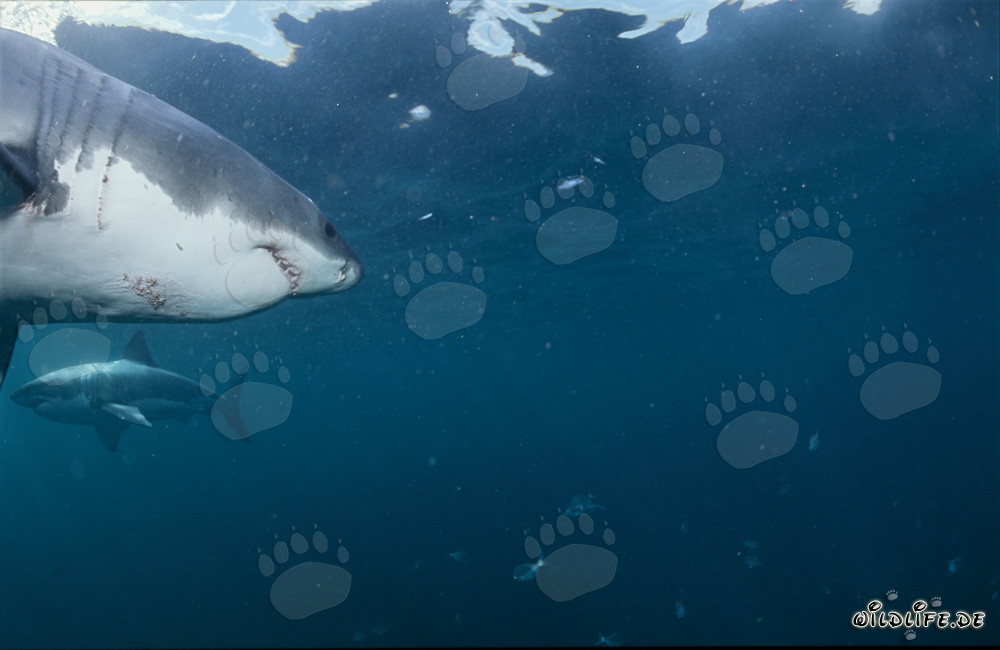 Zwei majestätische Weiße Haie beobachten sich im Kreis schwimmend