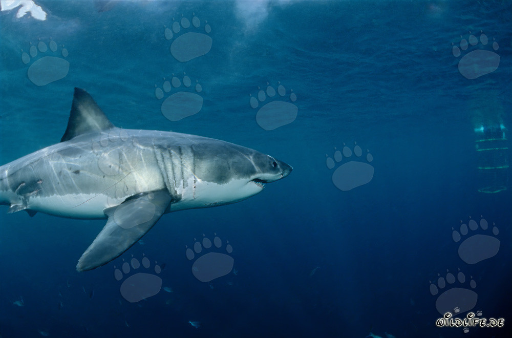 Rencontre excitante : Le grand requin blanc nage vers la cage à requins