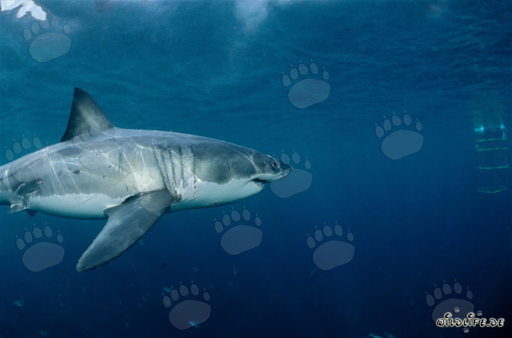 Exciting Encounter: Great White Shark Approaching Shark Cage