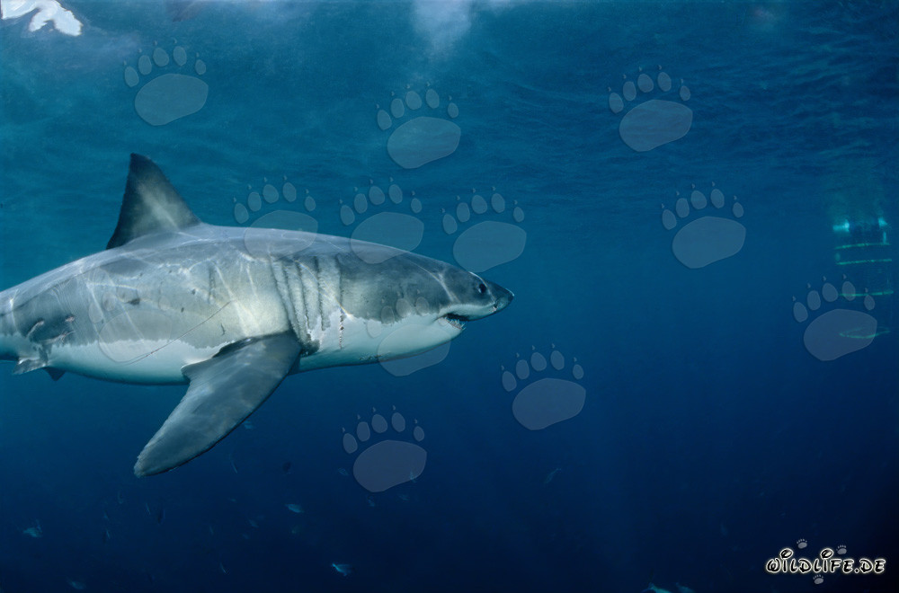 Encuentro emocionante: El tiburón blanco nada hacia la jaula de tiburones