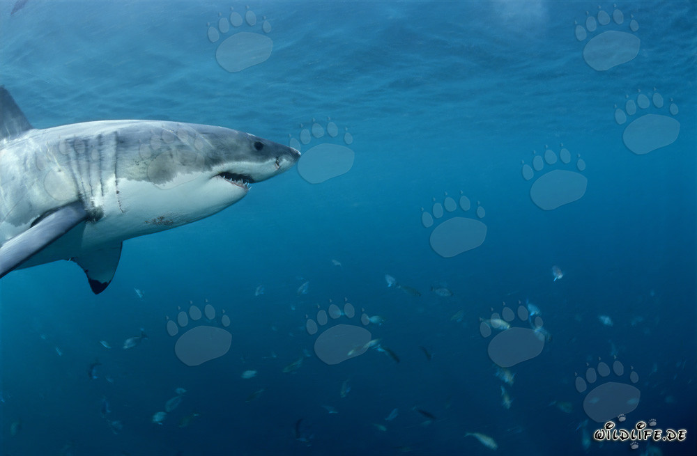 Great White Shark and School of Fish off the Coast of South Africa