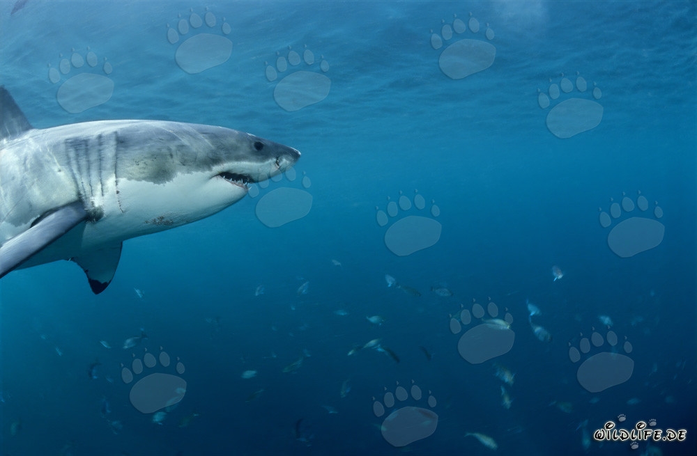Grand requin blanc et banc de poissons au large des côtes sud-africaines
