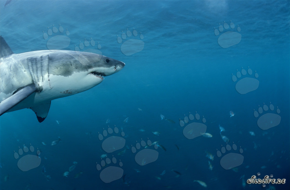 Gran tiburón blanco y banco de peces frente a la costa de Sudáfrica