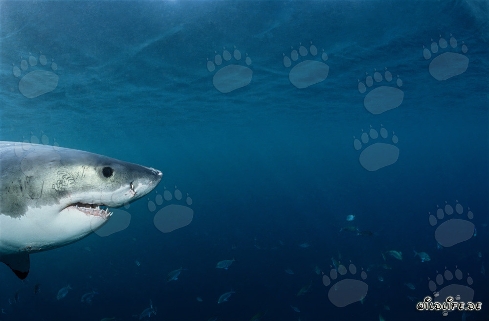 Baby Great White Shark