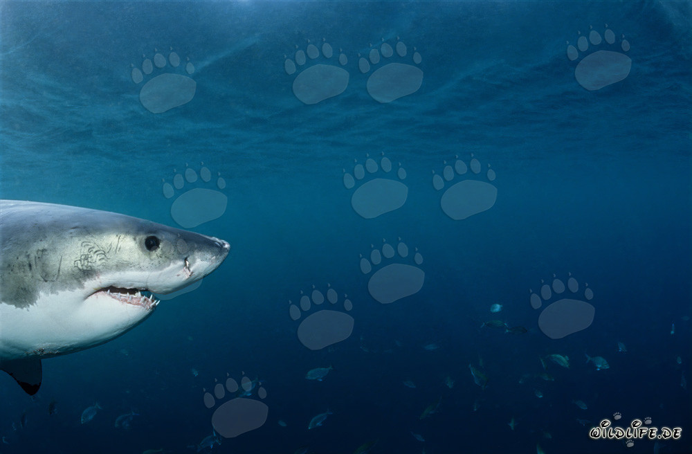 Portrait de tête de bébé requin blanc