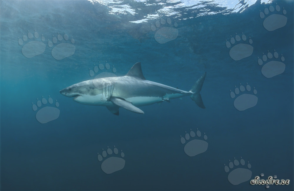 Legend of the Seas: Great White Shark