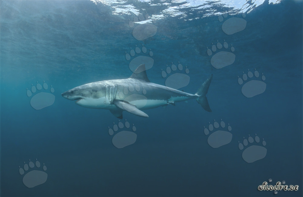 Légende des mers : Grand requin blanc