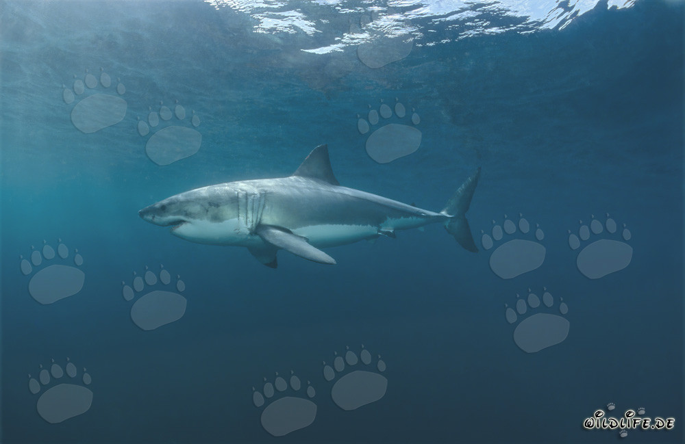 La leyenda de los mares: Gran tiburón blanco