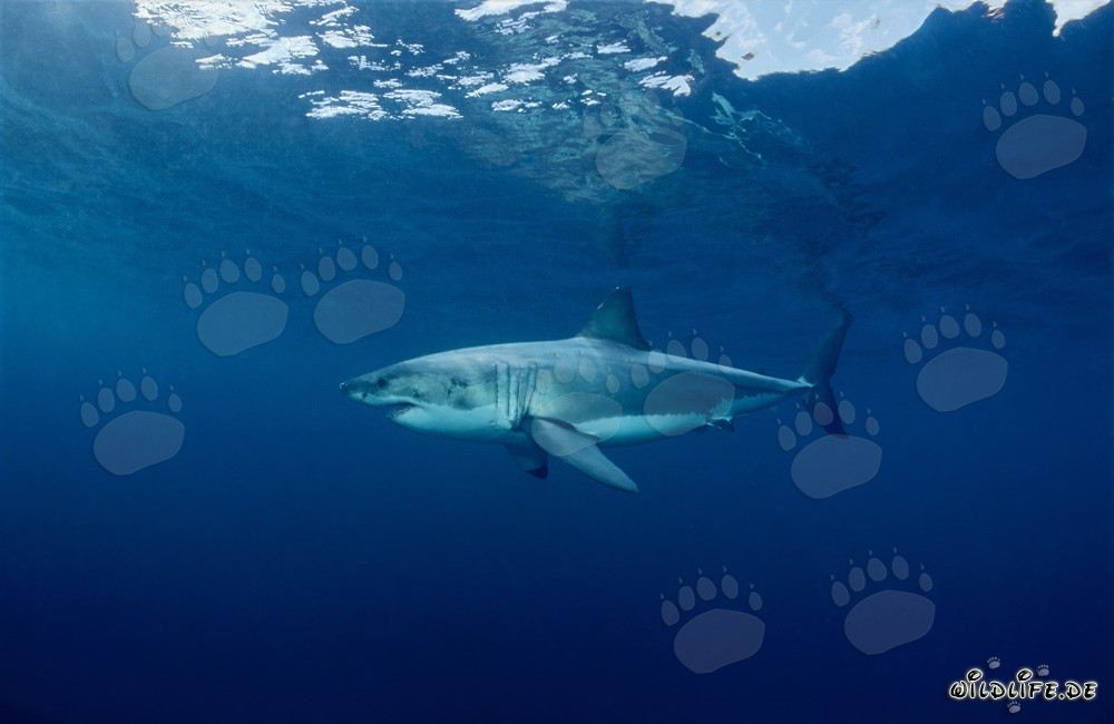 Fascinación del Gran Tiburón Blanco