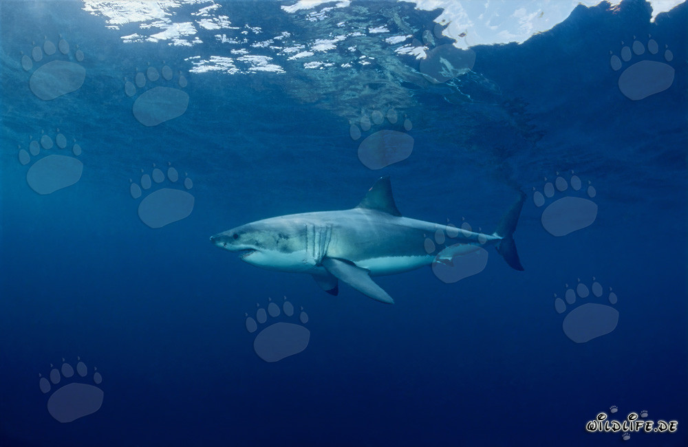Fascination du grand requin blanc