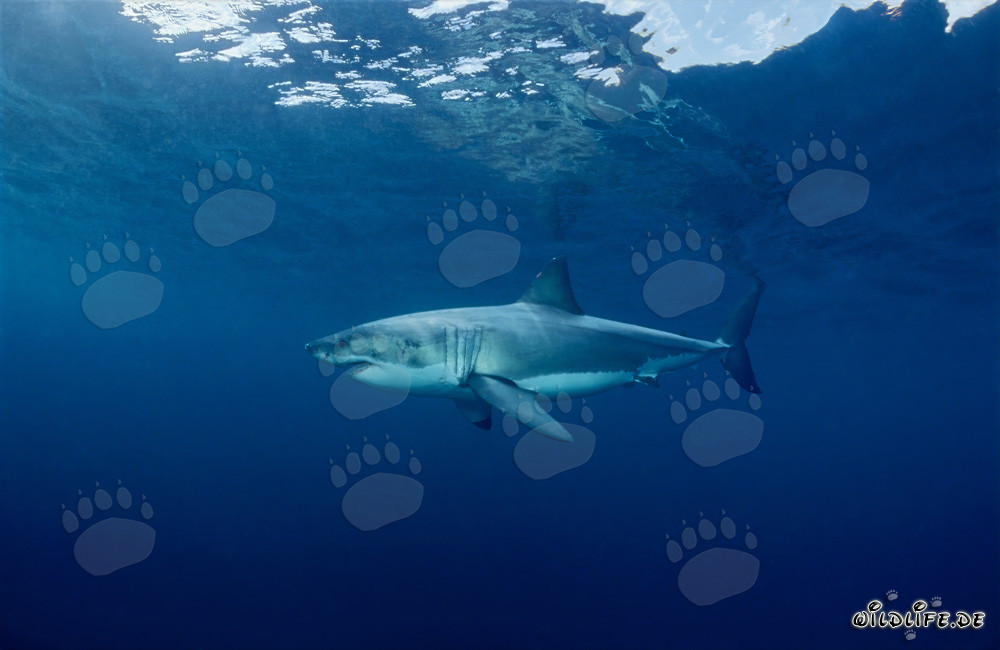 Fascination Great White Shark