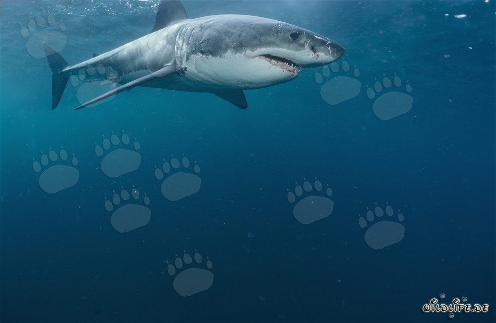 Grand requin blanc fascinant au large de la côte sud-africaine