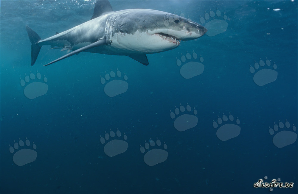Fascinante Gran Tiburón Blanco frente a la costa de Sudáfrica