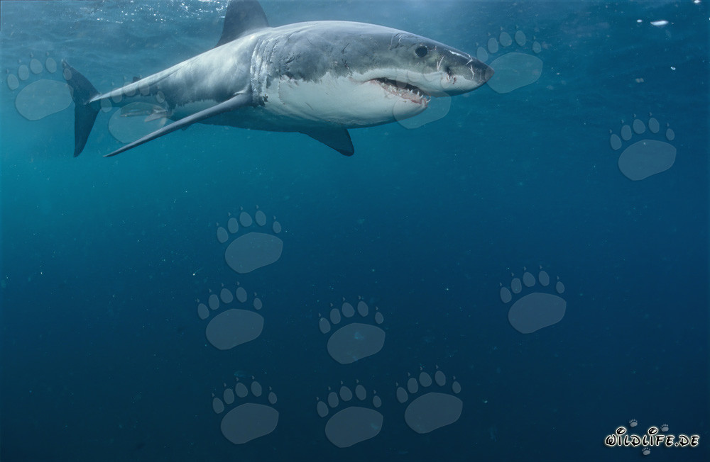 Fascinating Great White Shark off the coast of South Africa