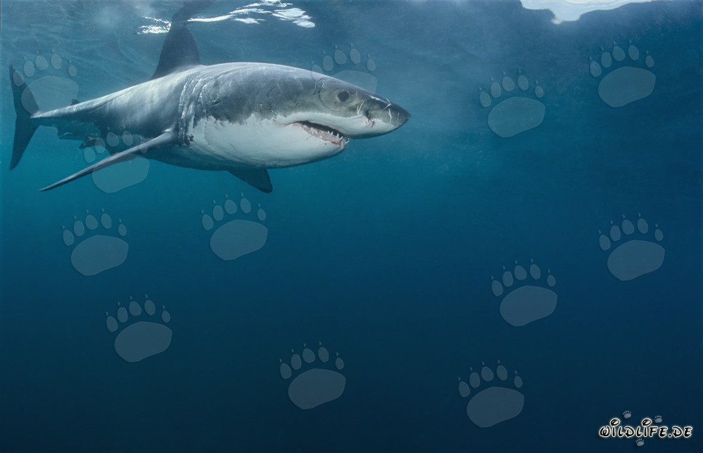 El Gran Tiburón Blanco - Amenaza de los Mares