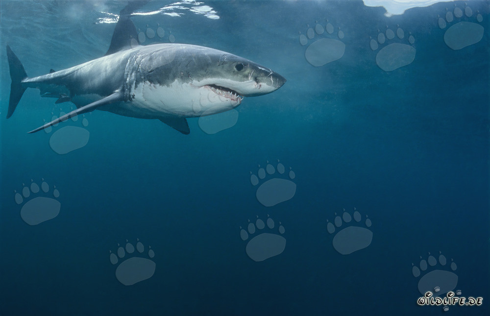 Le Grand Requin Blanc - Menace des Mers