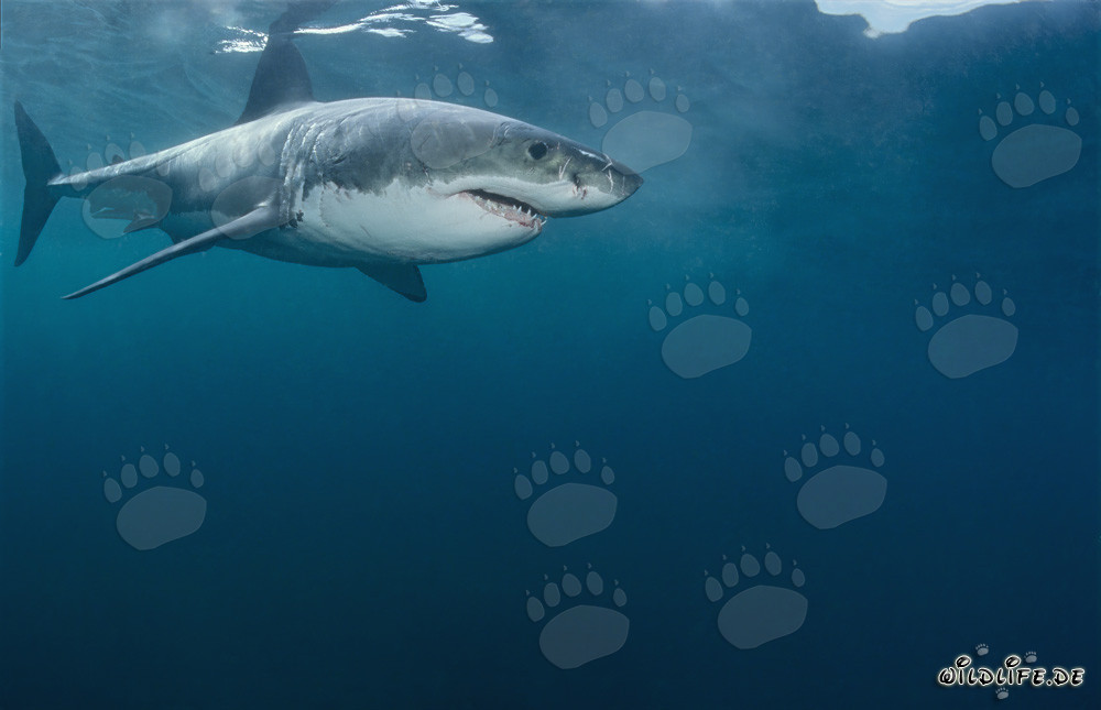 The Great White Shark - Threat of the Oceans