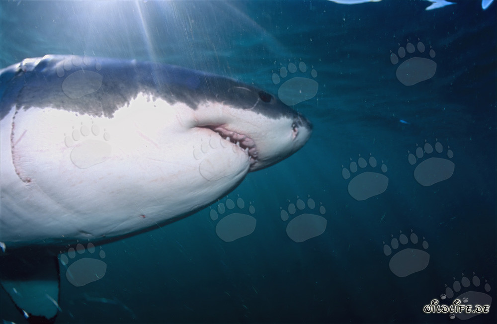 Fascination du grand requin blanc : super prédateur des mers