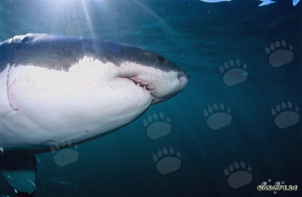 Fascino dello squalo bianco: super predatore dei mari