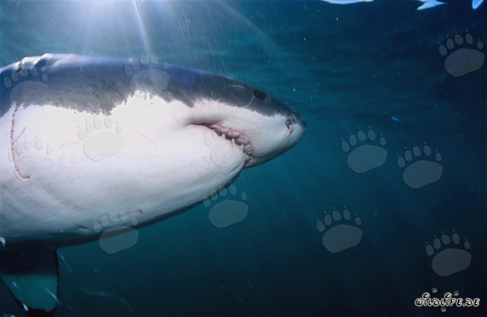 Fascinación del tiburón blanco: super depredador de los mares