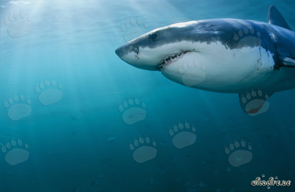 Gros plan d'un majestueux grand requin blanc devant l'île Dyer