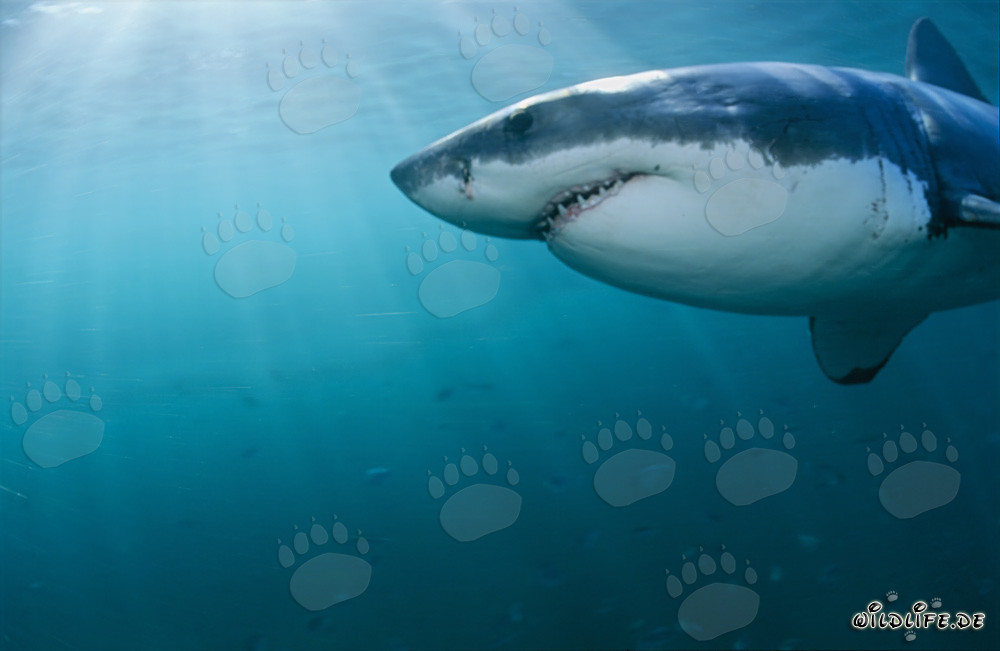Close-up of a majestic Great White Shark near Dyer Island