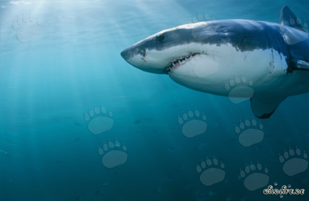 Primer plano de un majestuoso tiburón blanco frente a la isla Dyer