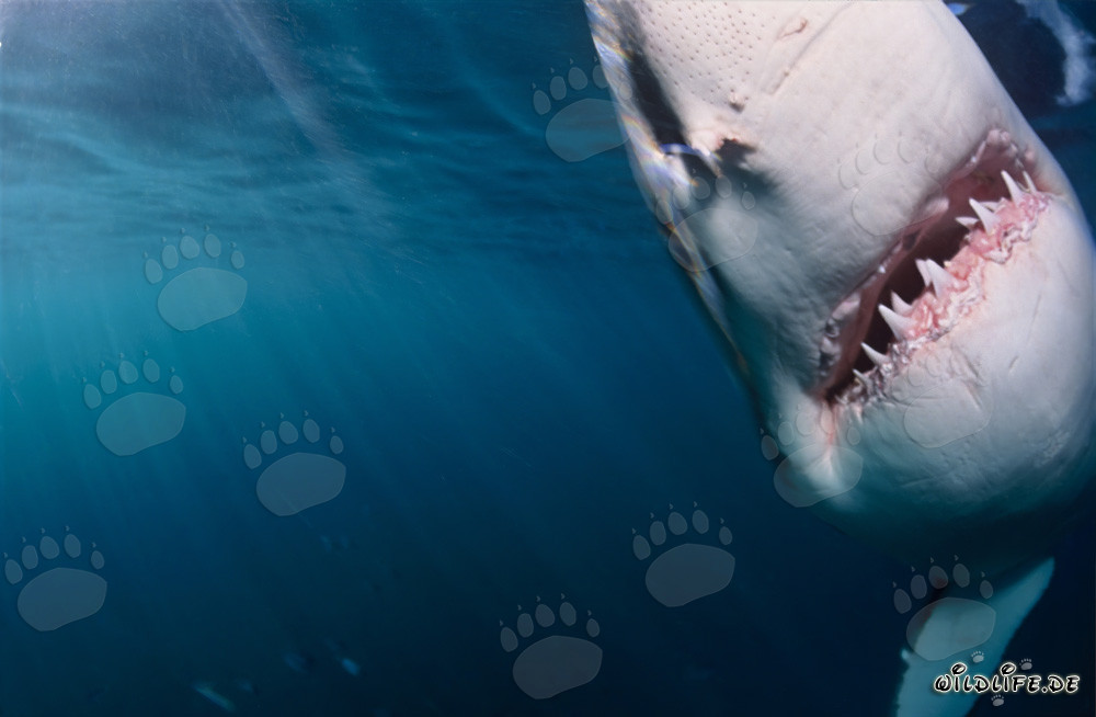 Grand requin blanc émerge des eaux sombres