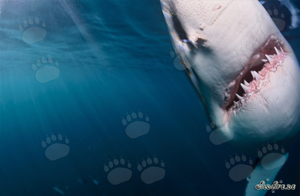 Impresionante tiburón blanco emerge de las oscuras aguas