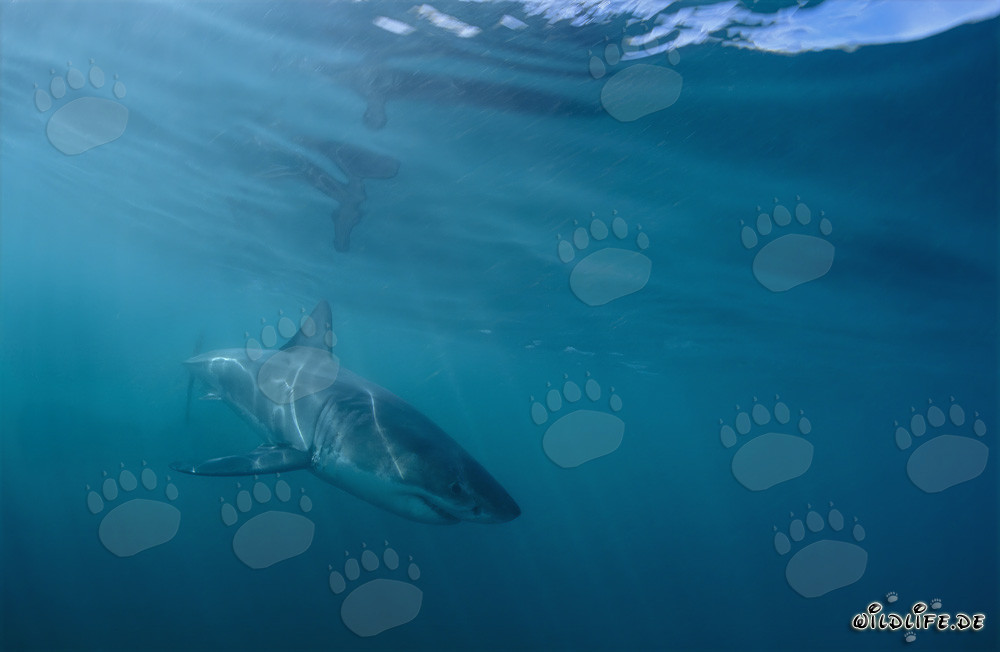 Baby Great White Shark off the coast of Gansbaai