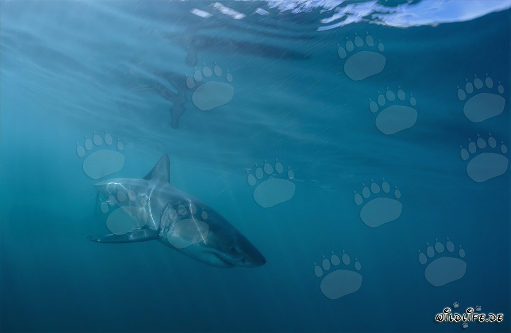 Jeune Requin Blanc près de la côte de Gansbaai