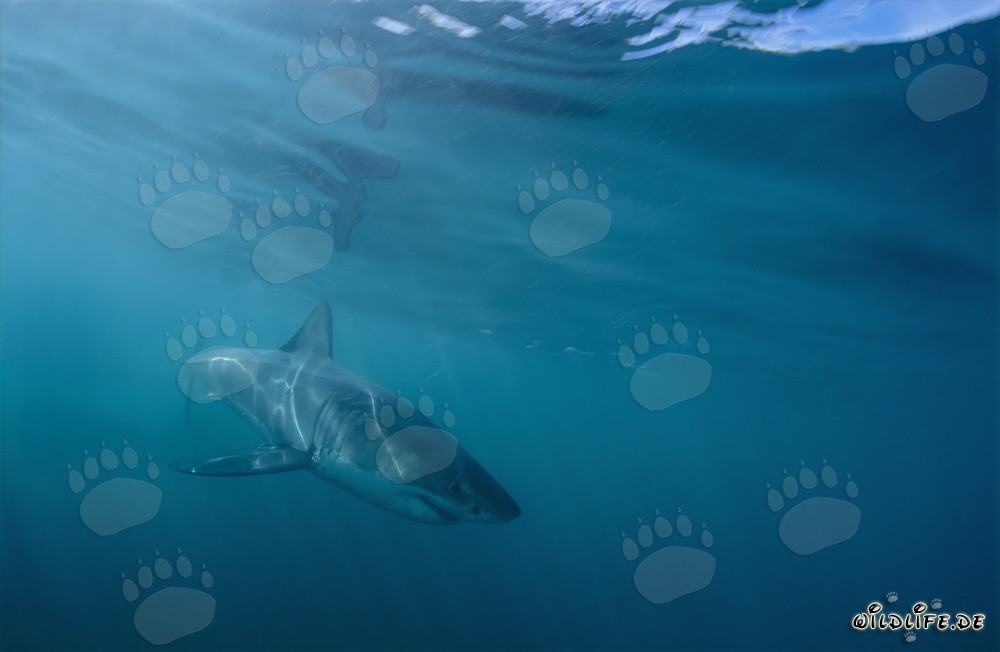 Pequeño Tiburón Blanco frente a la costa de Gansbaai