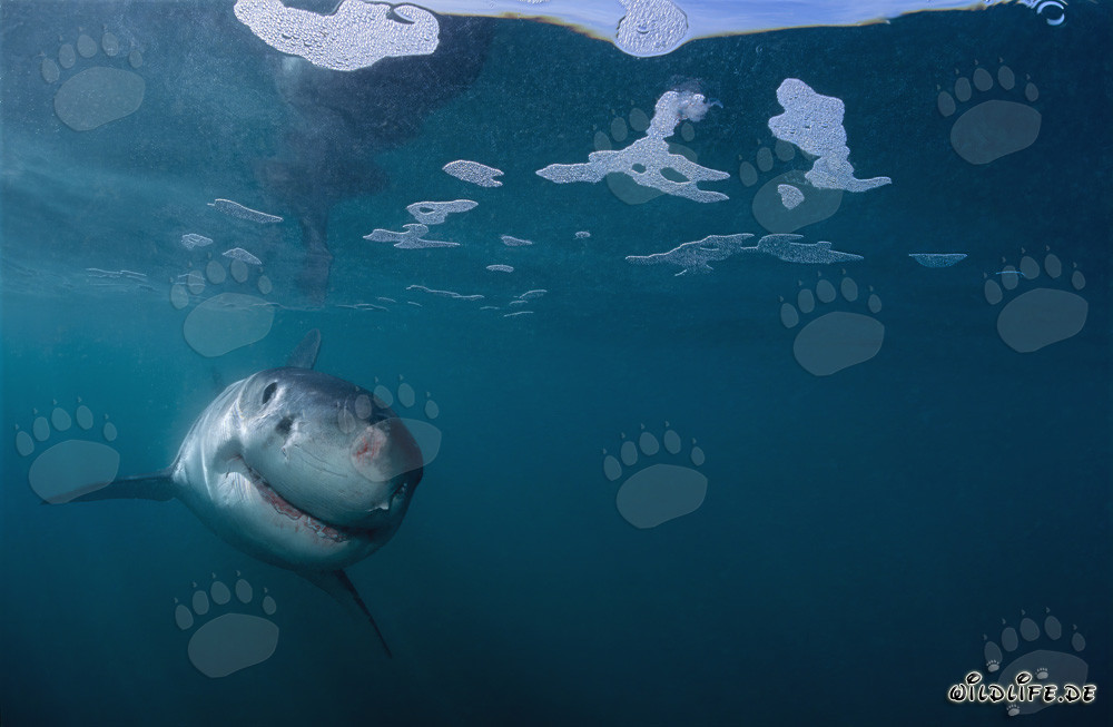 Baby Great White Shark curiously explores the underwater world off Gyser Rock