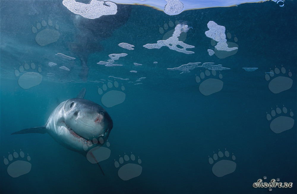 Jeune requin blanc explorant curieusement le monde sous-marin devant Gyser Rock