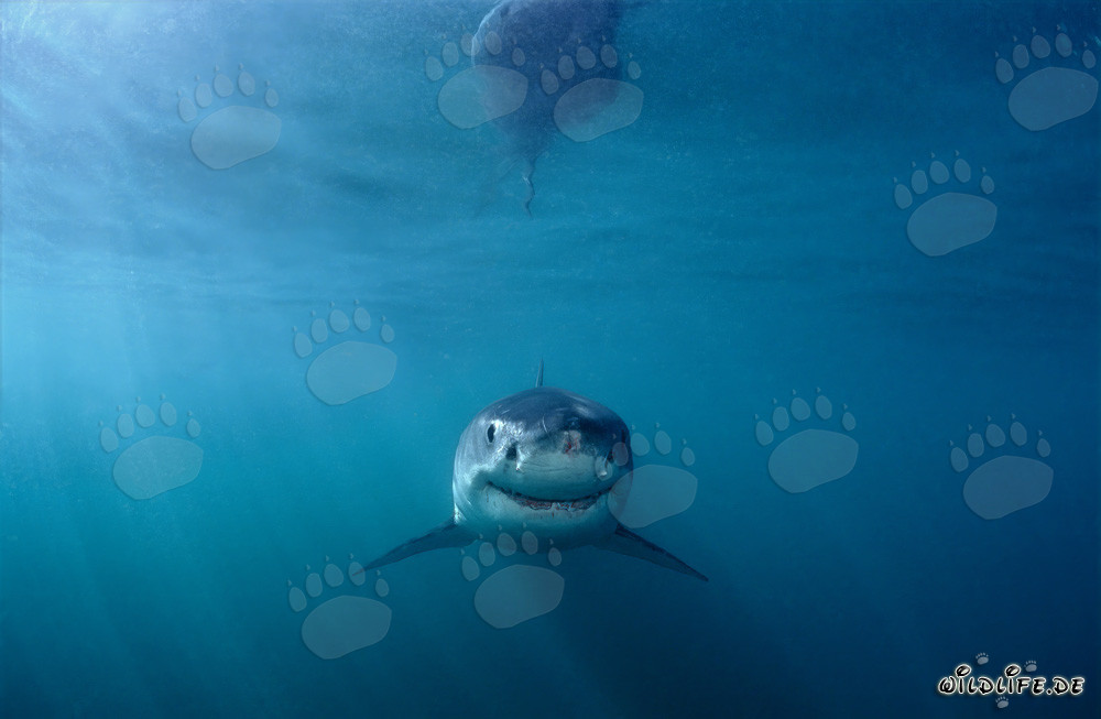 A curious Baby Great White Shark exploring the underwater world